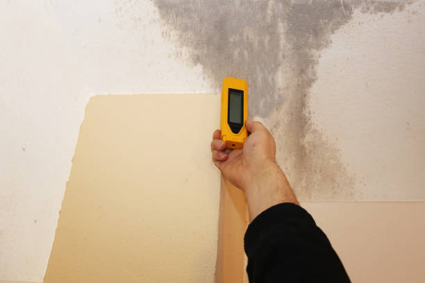 Mold Odor Removal Services in Cornelius, OR