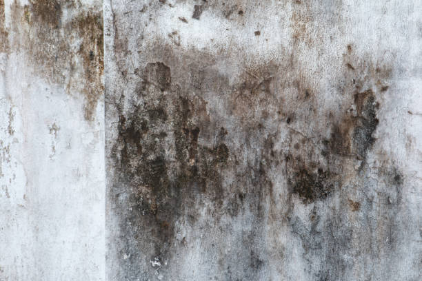 Professional Mold Removal in Cornelius, OR